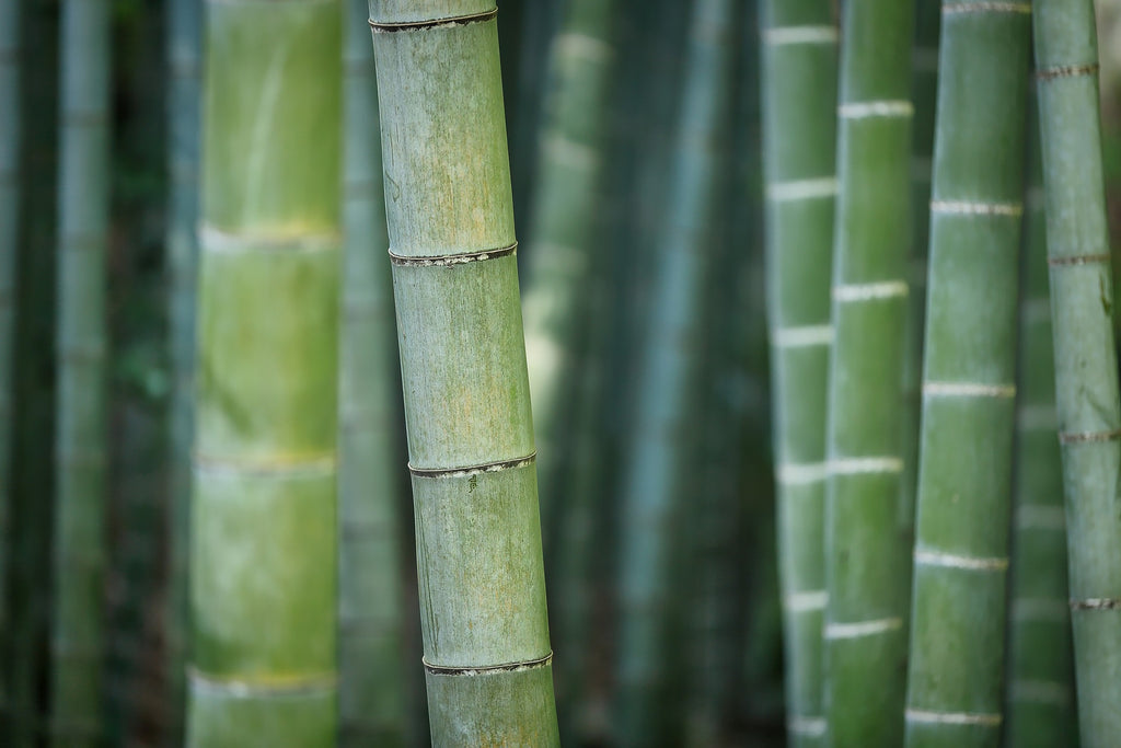 Bheema Bamboo Plant.
