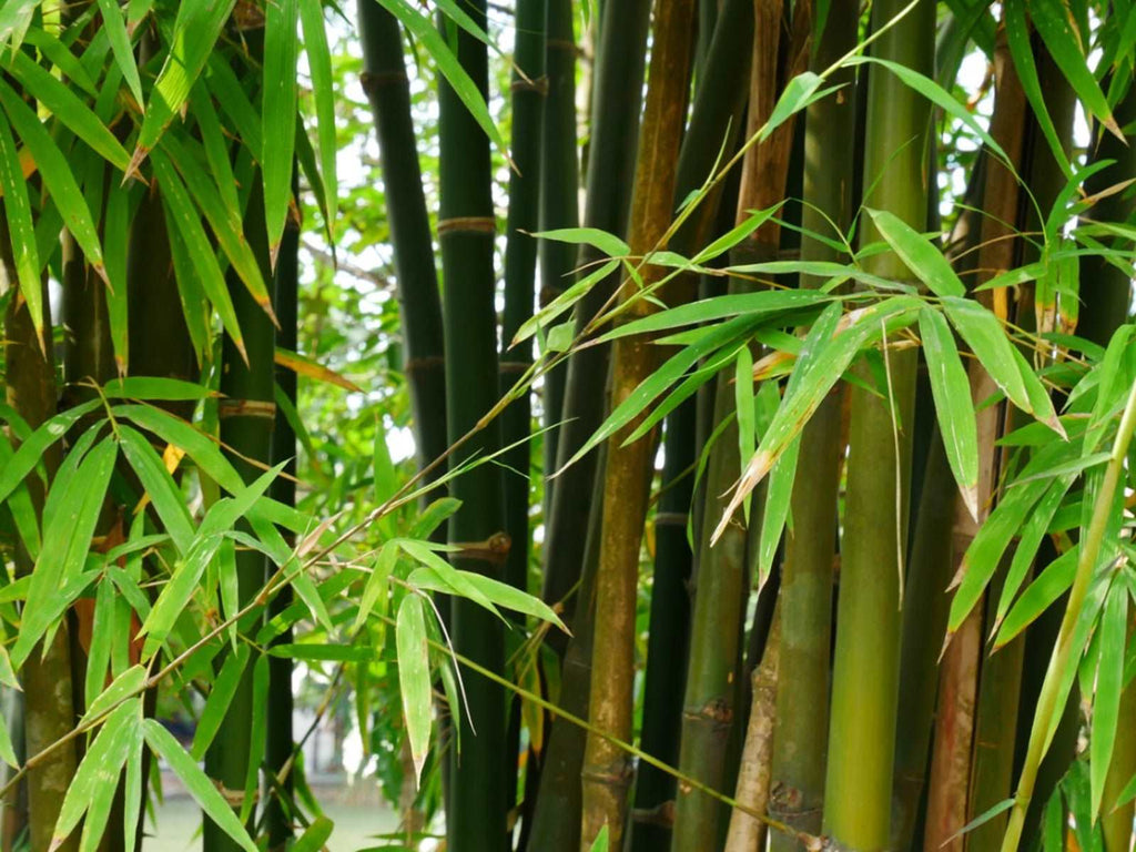 Green Bamboo Plant.
