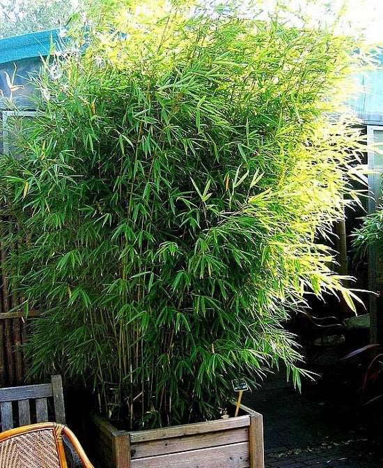 Grass Bamboo Plant.