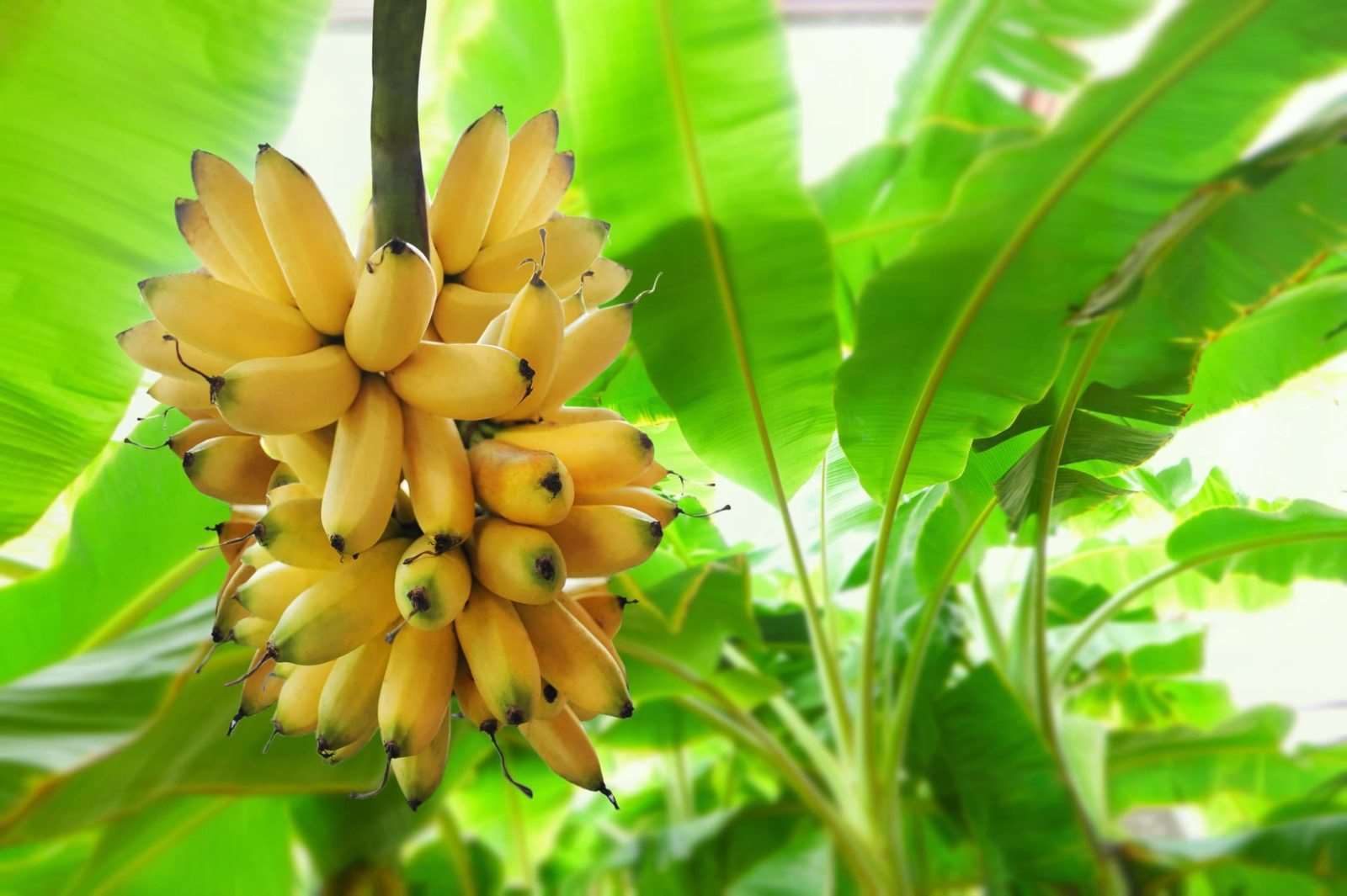 Grafted Banana Yelakki Plant.