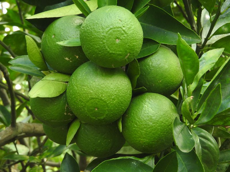 Grafted Mosambi - Sweet Lemon Fruit Plant.