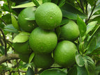 Grafted Mosambi - Sweet Lemon Fruit Plant.