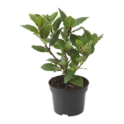 Clove Plant.