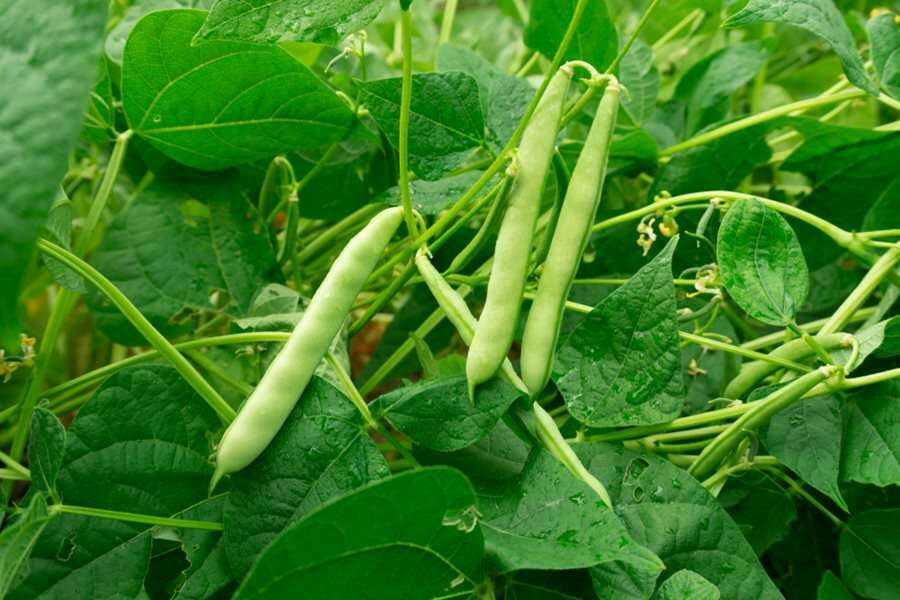 Beans Vegetable Seed Balls.