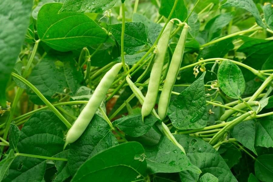 Beans Vegetable Seed Balls.