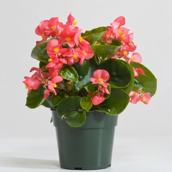 Indoor Flowering Elegance Pack