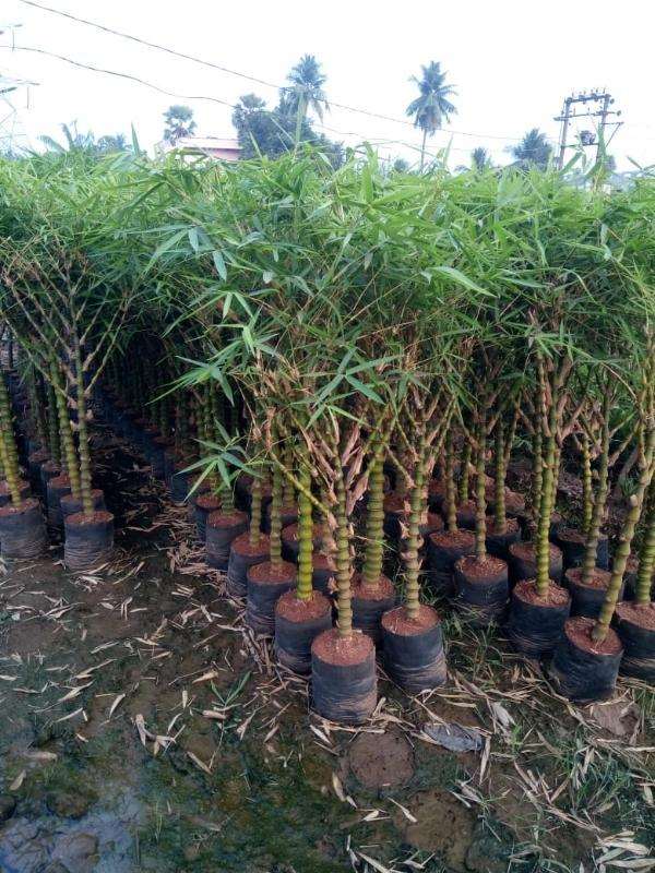 Buddha Bamboo Plant.