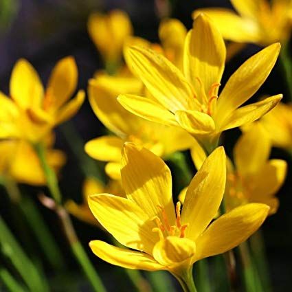 Rain Lily Yellow Plant.