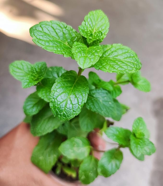 Fast Growing Fruit & Greens Combo