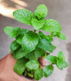 Fast Growing Fruit & Greens Combo