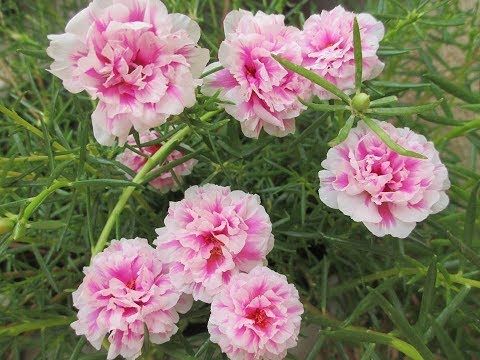 Table Rose Baby Pink Plant.