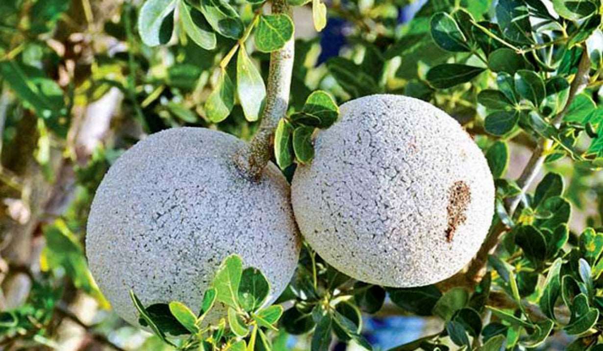 Grafted Wood Apple Fruit Plant.