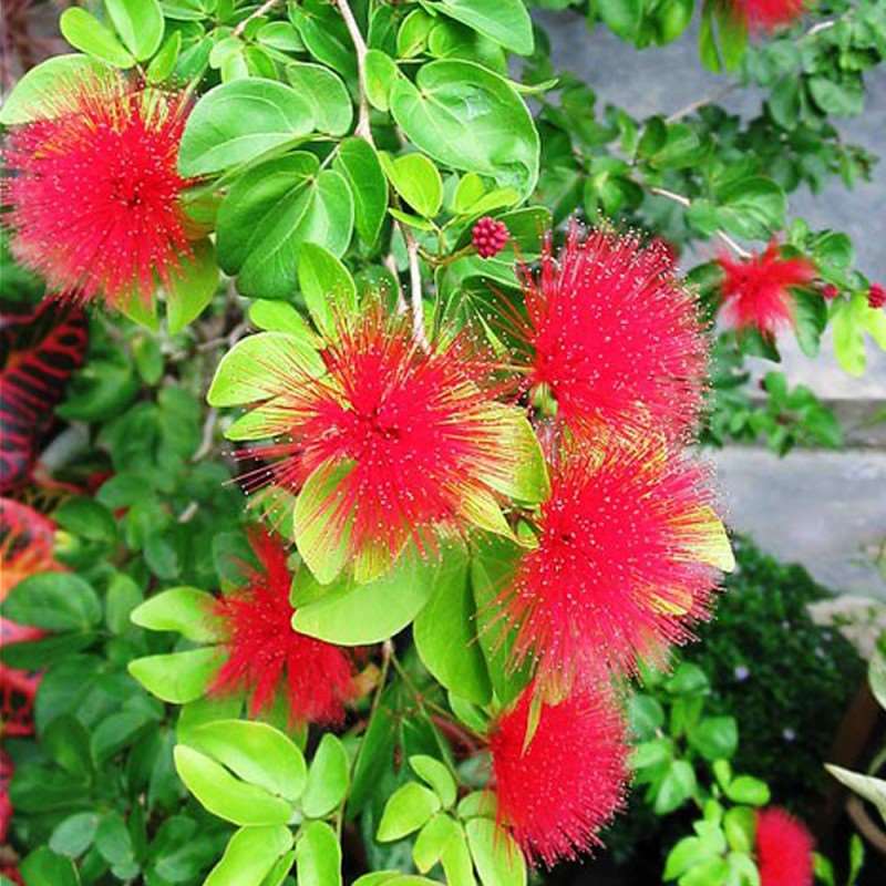Powder Puff Tree Sapling.