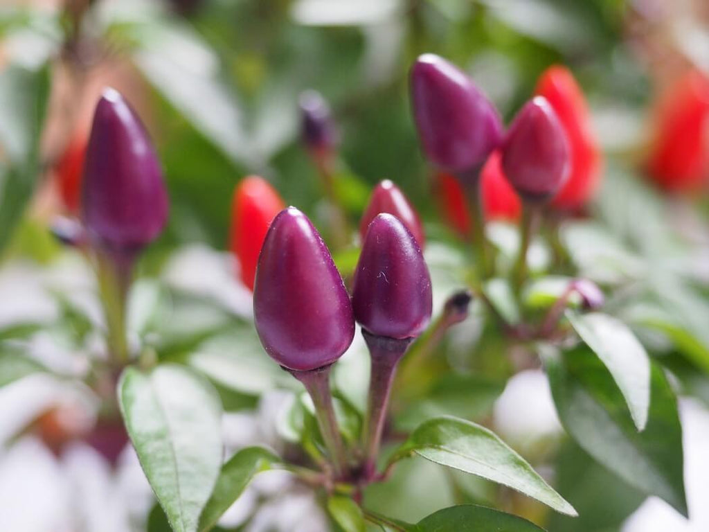Ornamental Chilli Violet Plant.