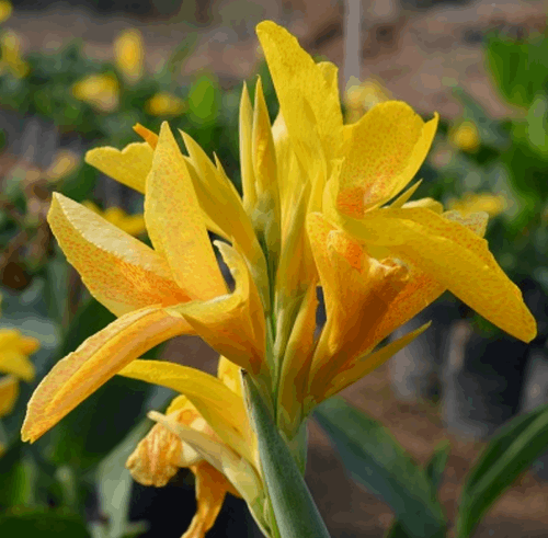 Canna Yellow Plant.