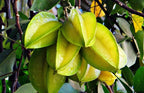 Grafted Star Fruit Plant.