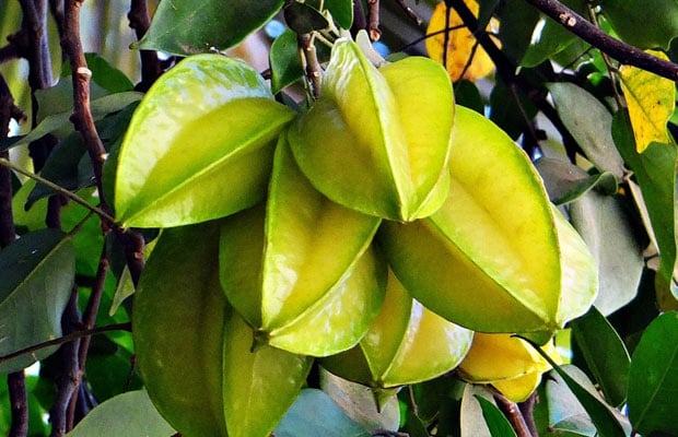 Grafted Star Fruit Plant.