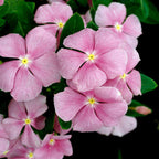Baby Pink Vinca Plant.