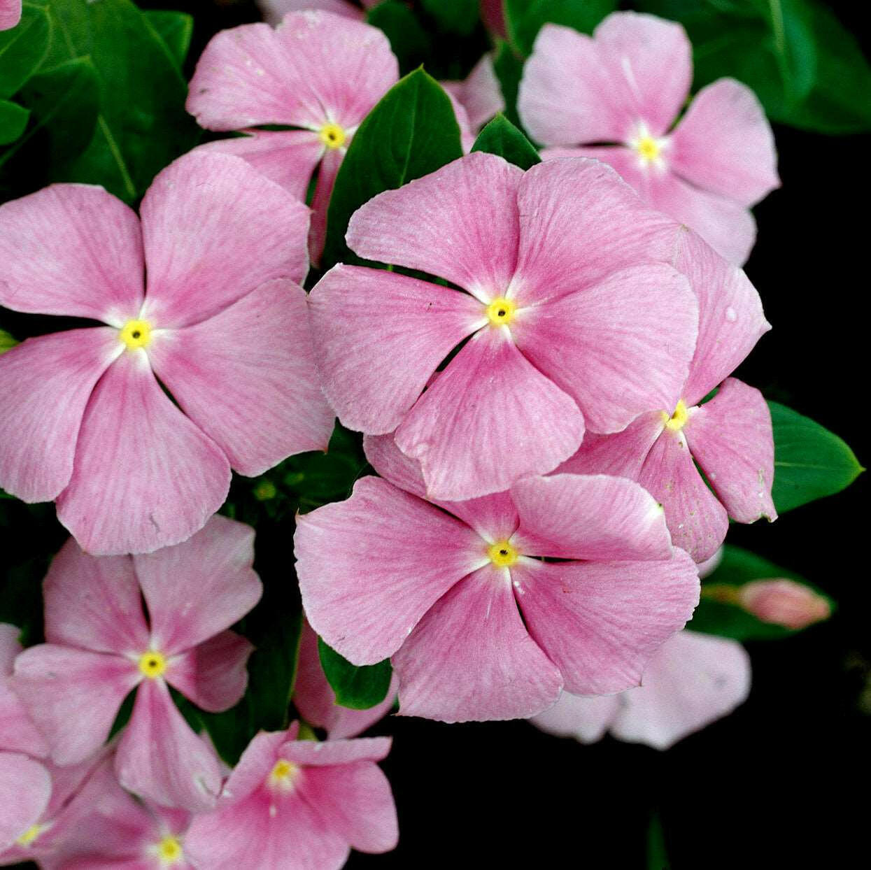 Baby Pink Vinca Plant.