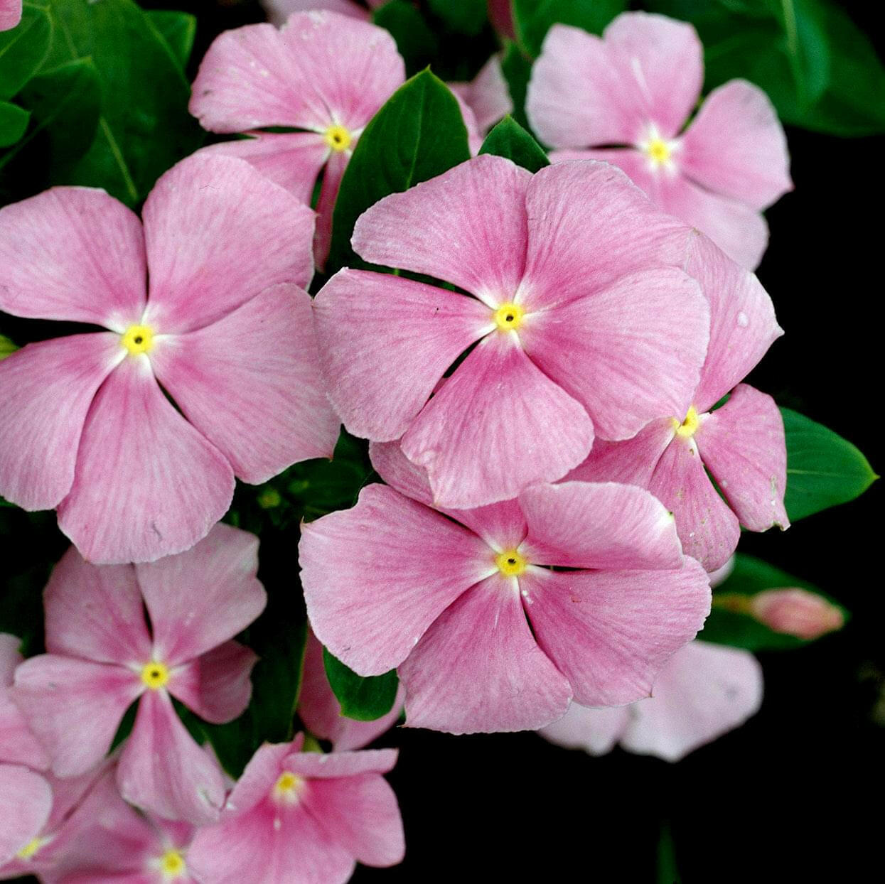 Baby Pink Vinca Plant.