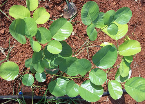 Red Sandalwood Plant.