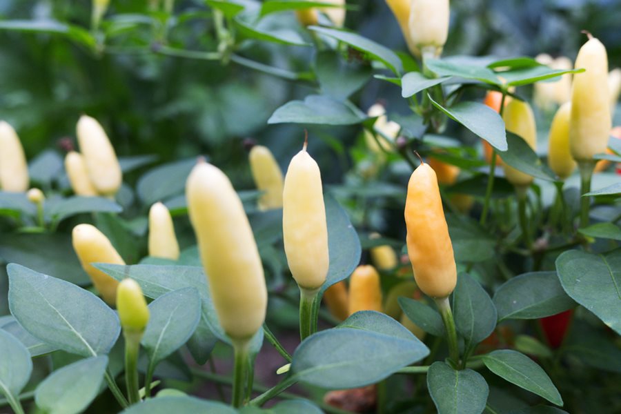 Ornamental chilli White Plant.