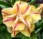 Adenium Plant.