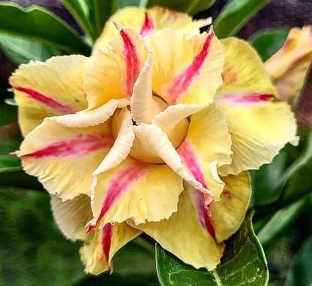 Adenium Plant.