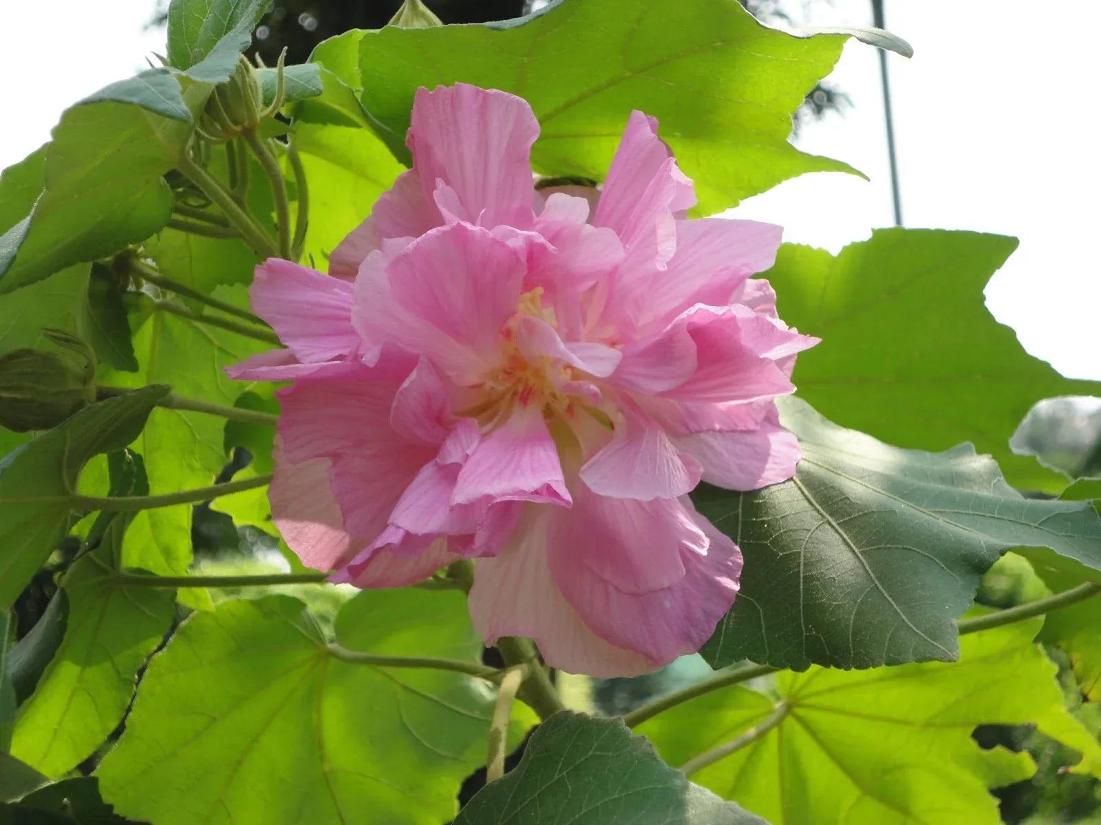 Colour Changing Rose All Time Flowering Live Plant - Hibiscus mutabilis