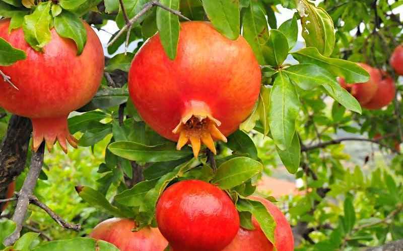 Grafted Pomegranate Fruit Plant.