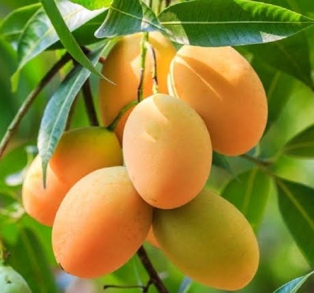 Grafted Banganapalli Mango Plant.