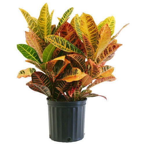 Croton Plant - Petra.
