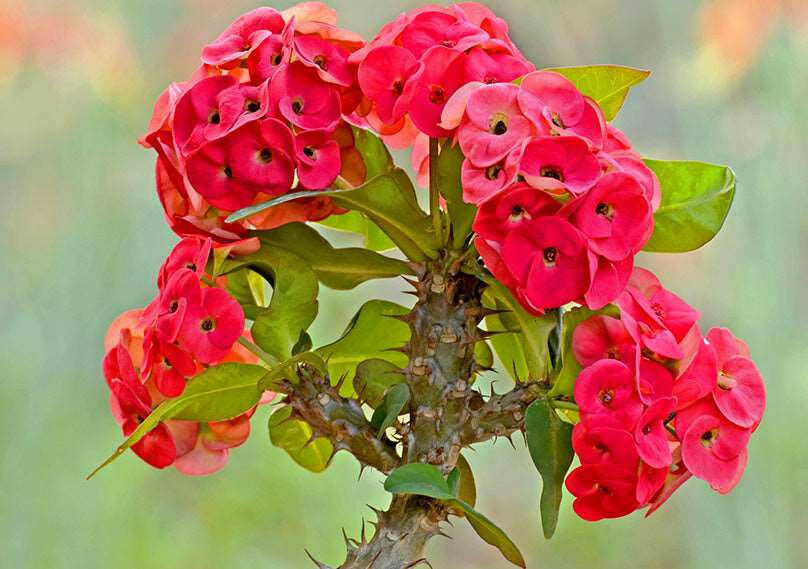 Euphorbia Red - Christ Priest Plant.