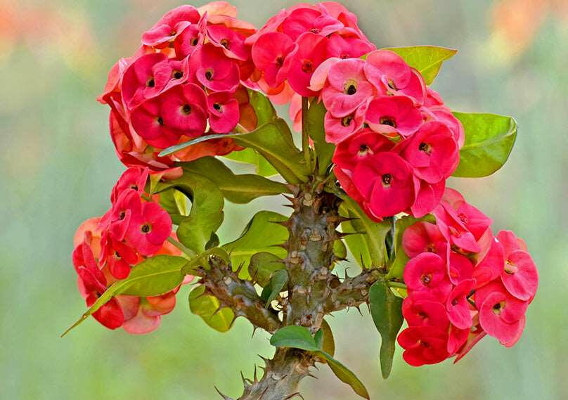 Euphorbia Red - Christ Priest Plant.