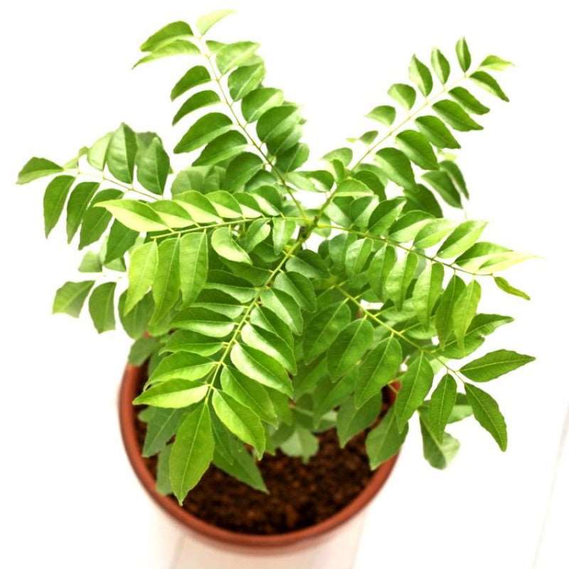 Curry Leaf - Kadi Patta Plant.