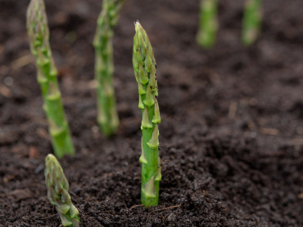 Asparagus Seed Balls - Just Throw & Grow