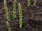 Asparagus Seed Balls - Just Throw & Grow