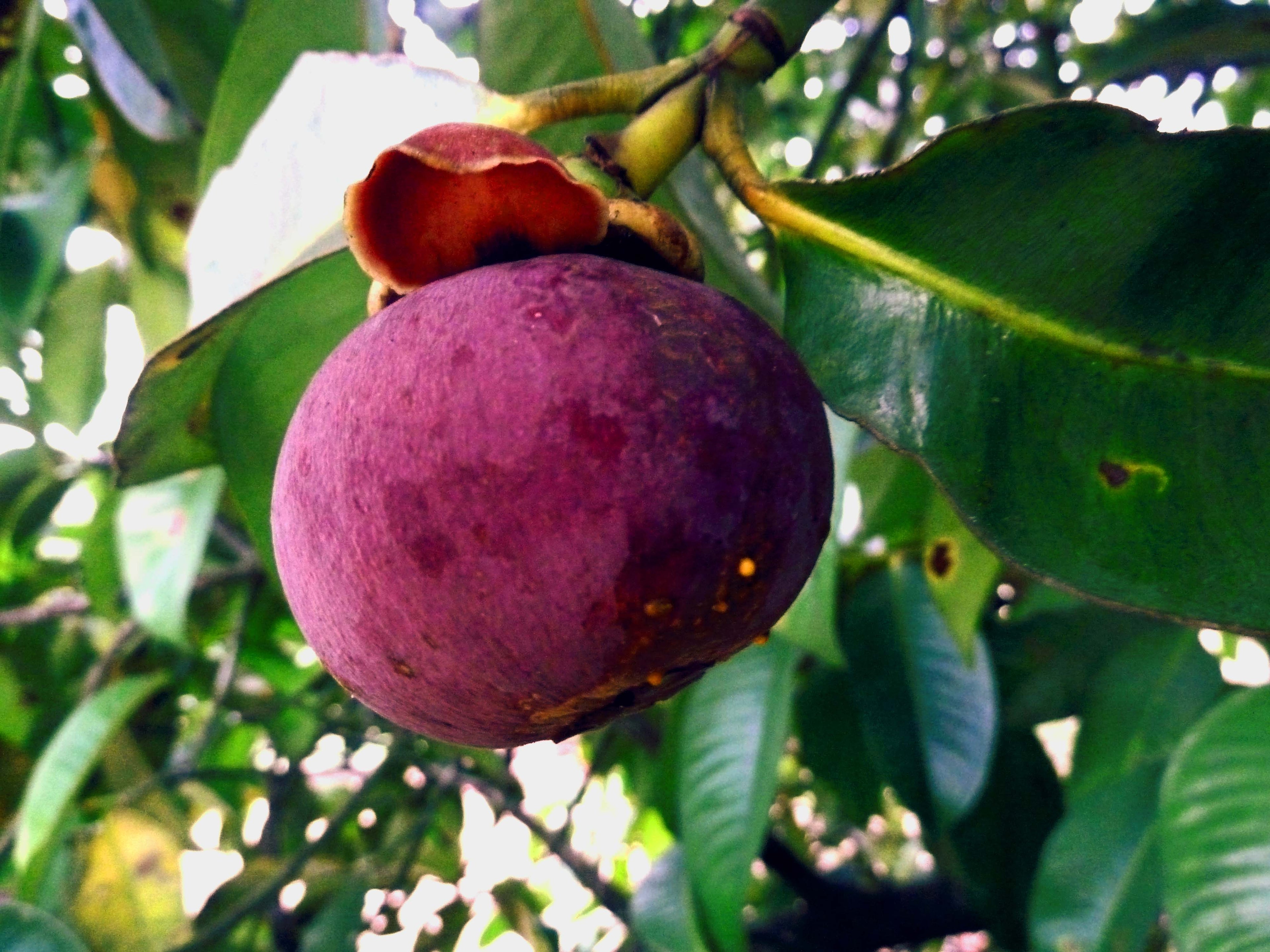 Grafted Mangosteen Fruit Plant.