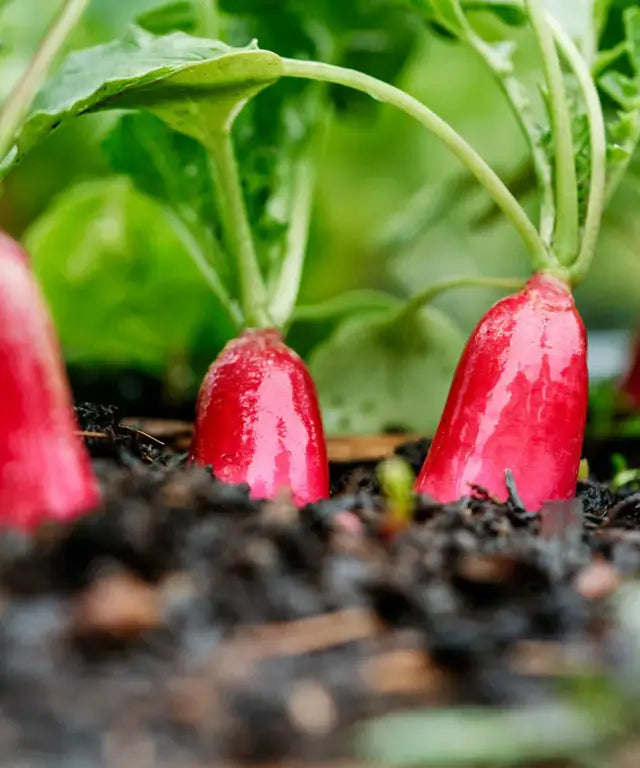 Red Radish Vegetable Seed Balls - Just Throw & Grow