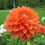 Premium Mixed Flower Garden