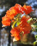 Bougainvillea Orange Plant.