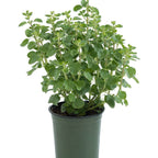 Davanam- Davana- Artemisia pallens Plant.