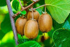 Grafted Kiwi Plant.