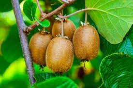 Grafted Kiwi Plant.