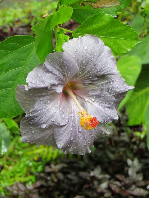 Grey Hibiscus Flower Seed Balls - Just Throw & Grow