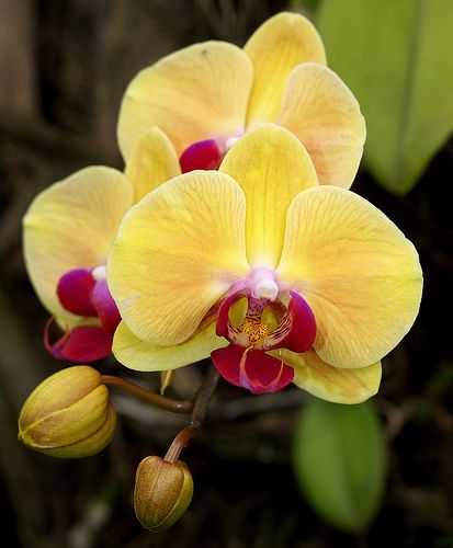 Orchid Yellow Plant.