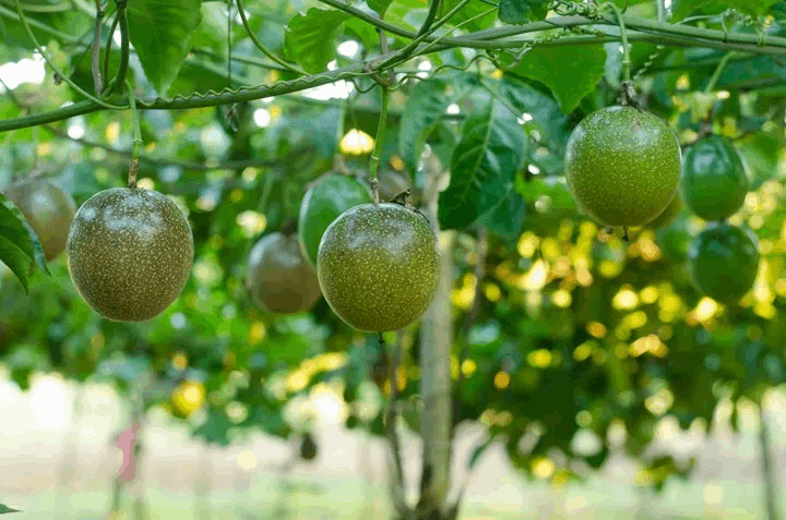 Grafted Passion Fruit Plant.