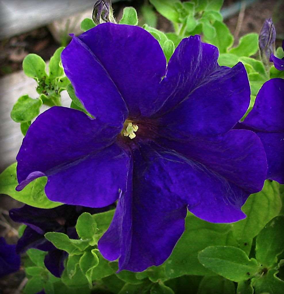 Petunia Blue Plant.