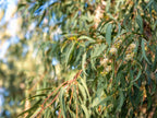Eucalyptus Tree.