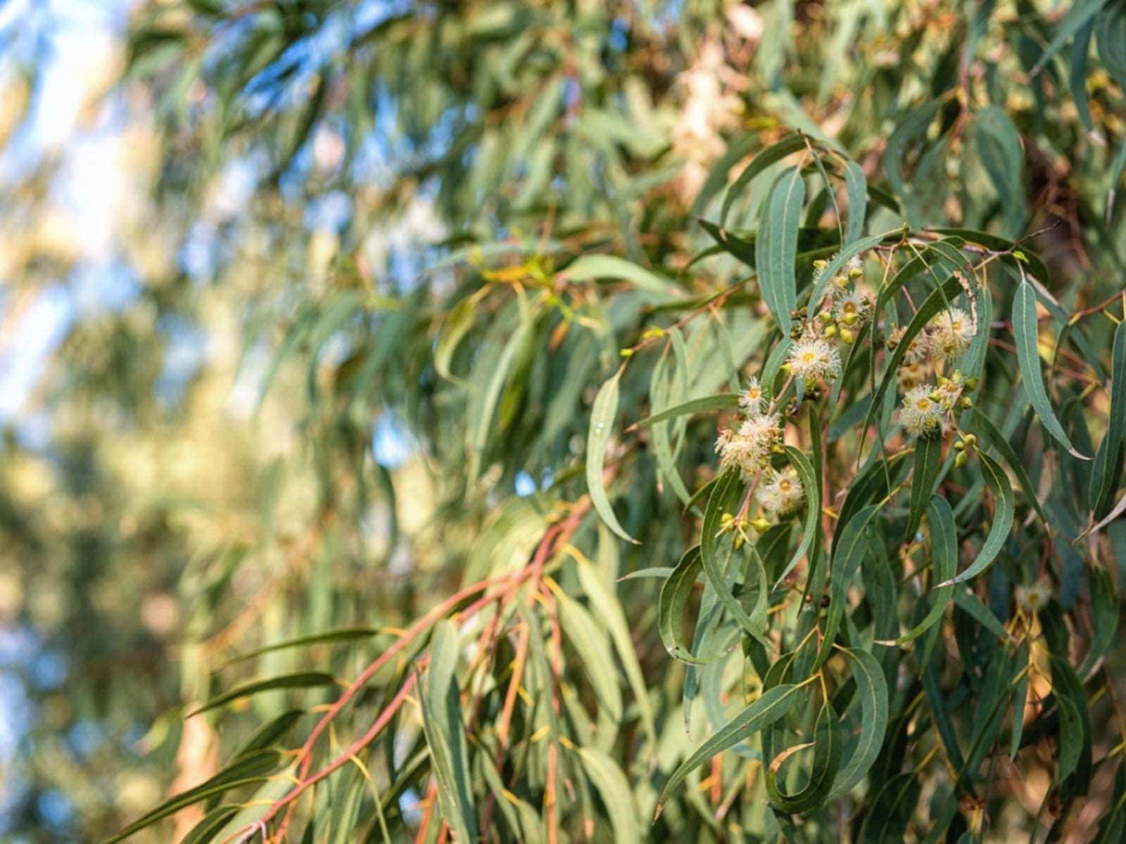 Eucalyptus Tree.
